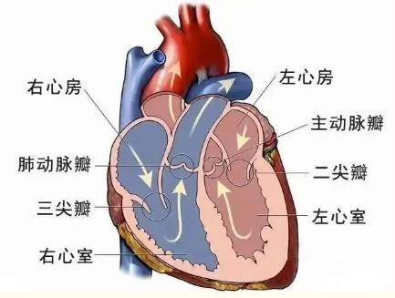 “心门”坏了怎么办？防治心脏瓣膜病一定要注意这些