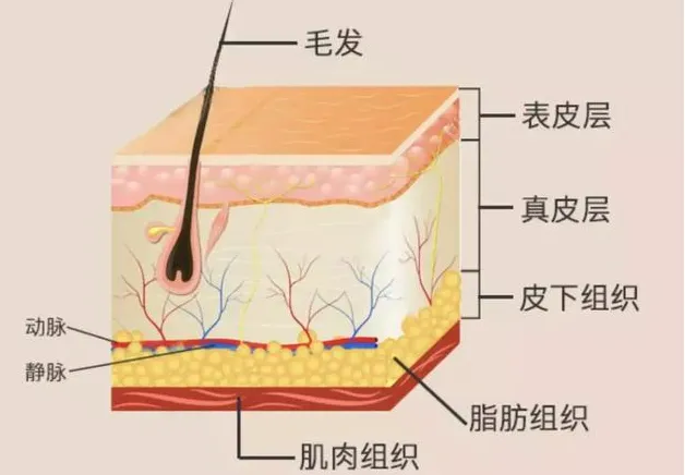 还在为皮肤健康而烦恼？捆绑调教
助您科学护肤